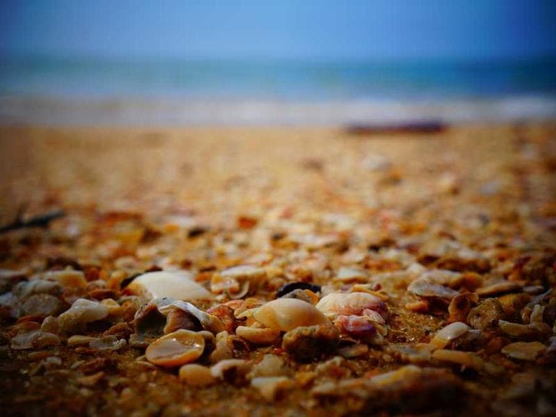 Monitoreo de Biodiversidad - Especies Focales